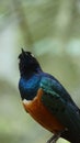 The golden-breasted starling is a small bird with a bright, blue tail and a blue back. Royalty Free Stock Photo