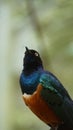 The golden-breasted starling is a small bird with a bright, blue tail and a blue back. Royalty Free Stock Photo