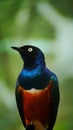 The golden-breasted starling is a small bird with a bright, blue tail and a blue back. Royalty Free Stock Photo