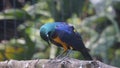 The golden-breasted starling is a small bird with a bright, blue tail and a blue back. It has a green head, white eyes, blue-viole Royalty Free Stock Photo