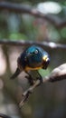 The golden-breasted starling is a small bird with a bright, blue tail and a blue back. It has a green head, white eyes, blue-viole Royalty Free Stock Photo