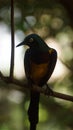 The golden-breasted starling is a small bird with a bright, blue tail and a blue back. It has a green head, white eyes, blue-viole Royalty Free Stock Photo