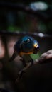 The golden-breasted starling is a small bird with a bright, blue tail and a blue back. It has a green head, white eyes, blue-viole Royalty Free Stock Photo