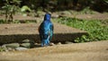 The golden-breasted starling is a small bird with a bright, blue tail and a blue back. Royalty Free Stock Photo