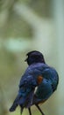 The golden-breasted starling is a small bird with a bright, blue tail and a blue back. Royalty Free Stock Photo