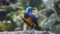 The golden-breasted starling is a small bird with a bright, blue tail and a blue back. It has a green head, white eyes, blue-viole Royalty Free Stock Photo