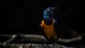 The golden-breasted starling is a small bird with a bright, blue tail and a blue back. It has a green head, white eyes, blue-viole Royalty Free Stock Photo