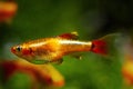 Golden breed of white cloud mountain minnow, adult pregnant female of dwarf coldwater species, bright blurred healthy plants Royalty Free Stock Photo