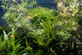 golden breed of white cloud mountain minnow blurred figure, freshwater iwagumi aquascape, Amano style planted aquadesign, bright Royalty Free Stock Photo