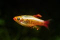 White cloud mountain minnow, healthy dominant male of dwarf coldwater species, healthy plants, low light blurred Amano style Royalty Free Stock Photo