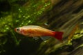 Golden breed of white cloud mountain minnow, young specimen of dwarf coldwater species, healthy blurred plants, low light Amano Royalty Free Stock Photo