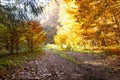 Golden Bright Autumn Forest Road Royalty Free Stock Photo