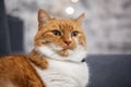 Golden British cat sitting on the sofa Royalty Free Stock Photo