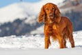 Golden british cocker spaniel standing in the snow Royalty Free Stock Photo