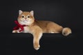 Golden British Shorthair cat on black Royalty Free Stock Photo