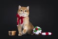 Golden British Shorthair cat on black Royalty Free Stock Photo