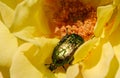 golden bronze beetle with raindrops in yellow rose petals Royalty Free Stock Photo