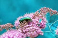 Golden bronze Cetonia aurata is a type of Coleoptera from the subfamily of bronze Cetoniinae of the family of lamellar Royalty Free Stock Photo