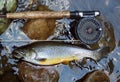 Golden Brook Trout Royalty Free Stock Photo