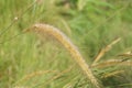 Golden brown alang alang or reeds flowers that look dry in an unkempt garden.