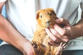 Golden brown American Short-hair Guinea Pig and human Royalty Free Stock Photo