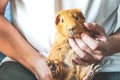 Golden brown American Short-hair Guinea Pig and human Royalty Free Stock Photo