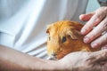 Golden brown American Short-hair Guinea Pig and human Royalty Free Stock Photo