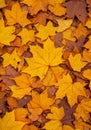 Golden and Brown Autumn Maple Leaves on the Ground Royalty Free Stock Photo