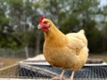 Golden brown Buff Orpington Chicken perched on a tractor with a forest in the background