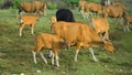 Golden brown cows cropping grass at sunset. A healthy cattle wandering slowly around the summer field eating and