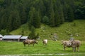 Golden-Brown Cows on mountain pasture in small village in Swiss Alps.