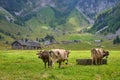 Golden-Brown Cows on mountain pasture in small village in Swiss Alps.