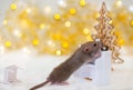 Golden brown cute little rat looking in frame and standing front paws on the white piano with champagne glass and clock on the sof Royalty Free Stock Photo