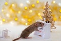 Golden brown cute little rat looking in frame and standing front paws on the white piano Royalty Free Stock Photo