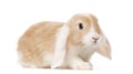 Golden brown Domestic Rabbit , isolated Royalty Free Stock Photo