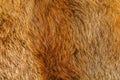 Golden and brown fur texture background Royalty Free Stock Photo