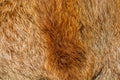 Golden and brown fur texture background Royalty Free Stock Photo