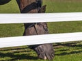 Golden brown horse eating grass below a white fence Royalty Free Stock Photo