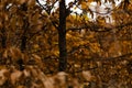 Golden-brown leaves on trees in soft light Royalty Free Stock Photo