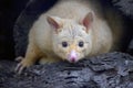 Golden Brushtail Possum, Australia Royalty Free Stock Photo