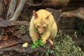 Golden brushtail possum eating Royalty Free Stock Photo