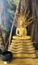 Golden Buddha statue is enshrined under the tree.Special for those born on Saturdays Royalty Free Stock Photo