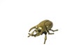 Golden bug scarab on white background Royalty Free Stock Photo