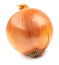 The golden bulb of the ripe onion is isolated on a white background Royalty Free Stock Photo
