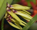 Golden Bulbophyllum Orchid