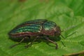 Golden Buprestid beetle