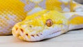 Golden Burmese python