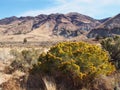 Golden bush in rugged and colorful hills