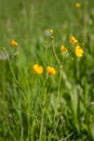 Golden buttercup Ranunculus auricomus agg. Meadow herb in the breeze. Royalty Free Stock Photo