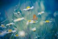 Golden Butterfly on daisy flowers